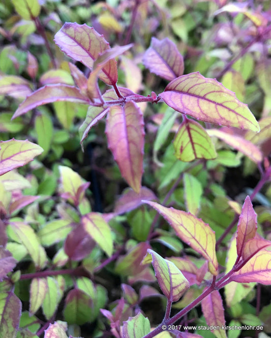 Fuchsia 'Gold Mountain'