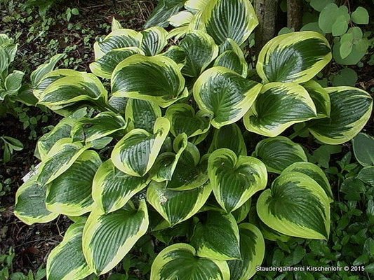 Hosta 'Queen Josephine'