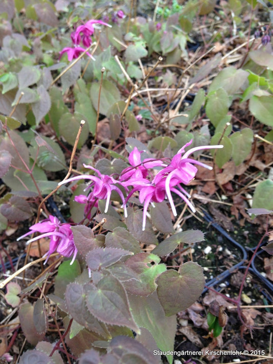 Epimedium grandiflorum 'Rubinkrone'