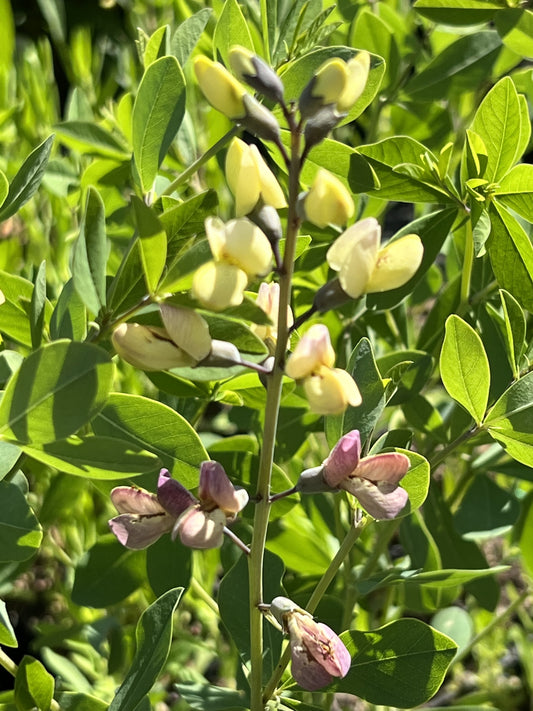 Baptisia 'Pink Lemonade' ®