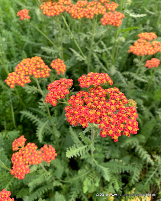 Achillea 'Safran'