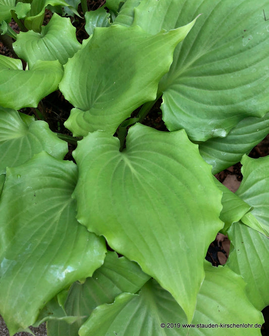 Hosta 'Candy Dish'