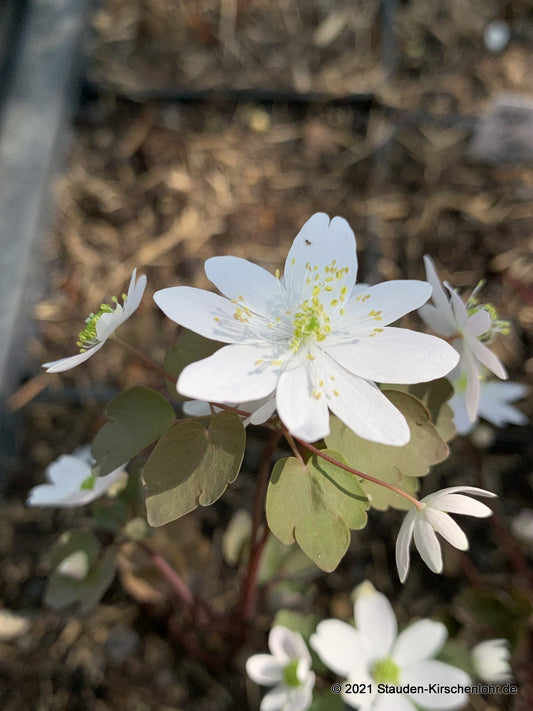 Anemonella thalictroides