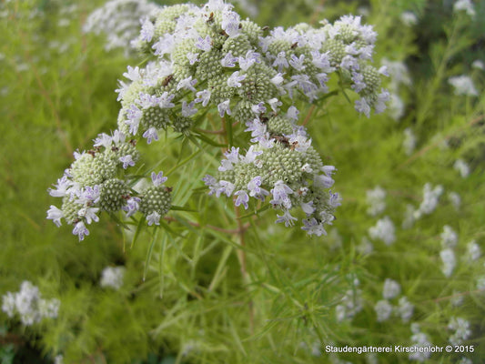 Pycnanthemum tenuifolium
