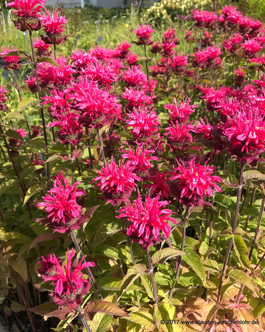 Monarda didyma 'Pink Lace' ®
