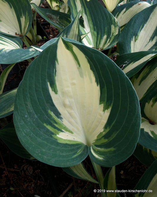 Hosta 'Ivory Queen' ®