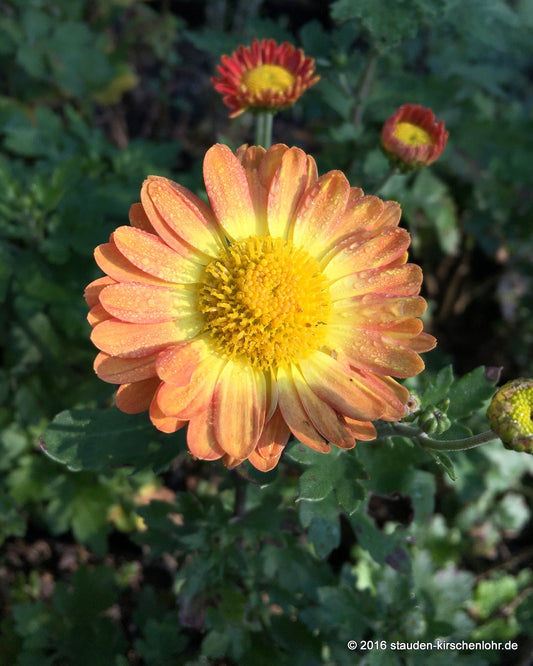 Chrysanthemum 'Dernier Soleil'