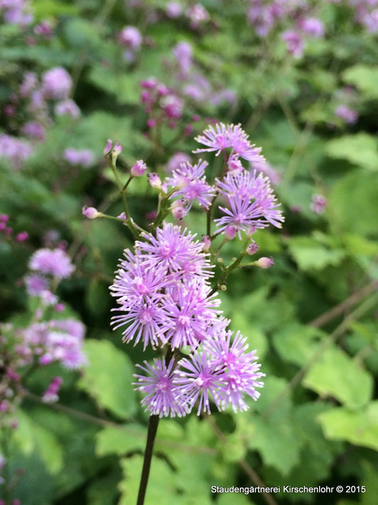Thalictrum actaefolium 'Perfume Star'