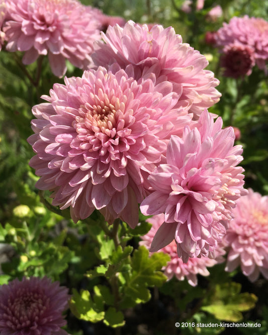 Chrysanthemum 'Orchid Helen' (Indicum-Gruppe)