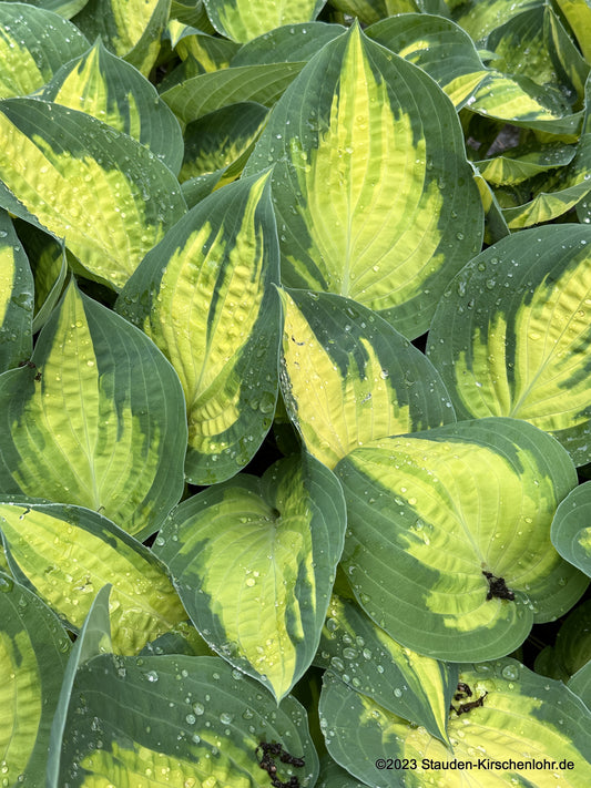 Hosta 'Forbidden Fruit' ®