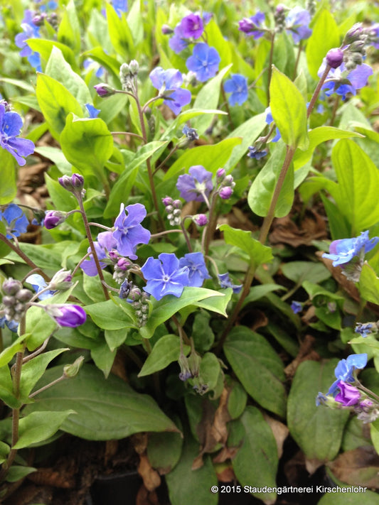 Omphalodes cappadocica 'Cherry Ingram'