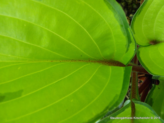 Hosta 'Volcano Island' ®