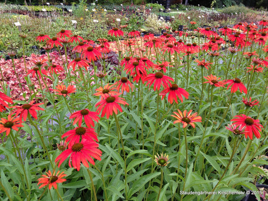 Echinacea 'Tomato Soup' ®