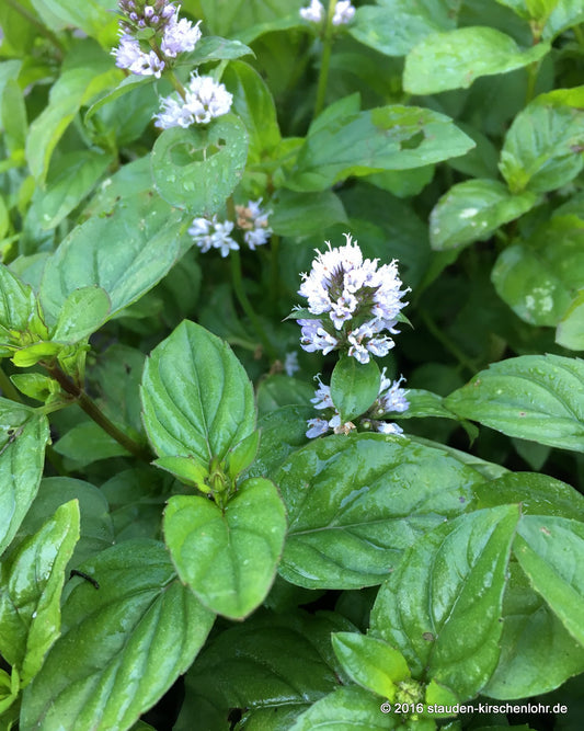 Mentha x piperita var. citrata 'Orange'