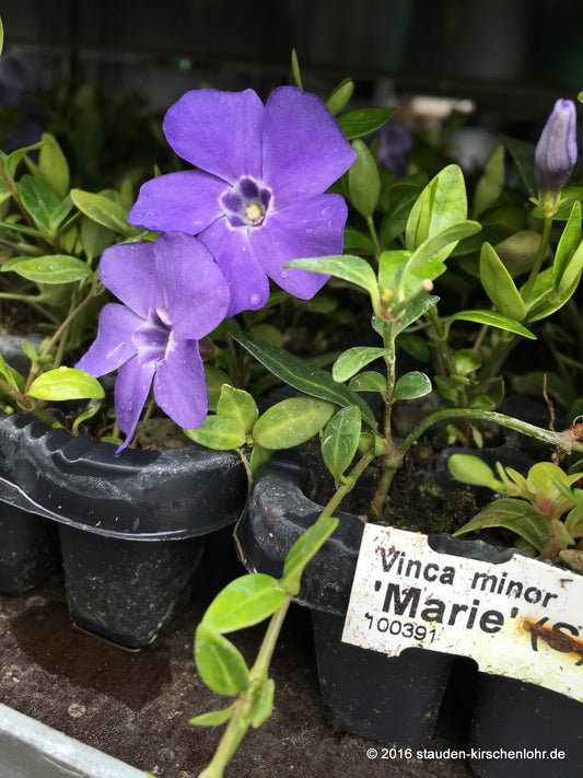 Vinca minor 'Marie' ®