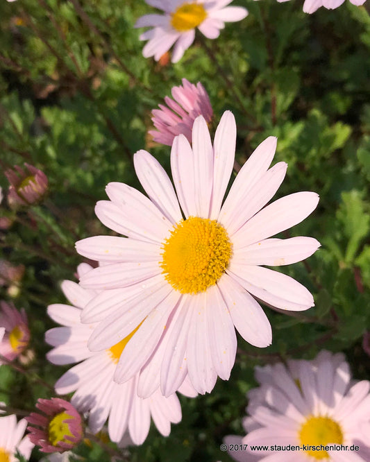 Arctanthemum arcticum 'Roseum'