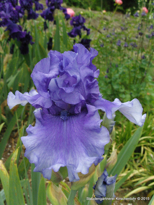 Iris barbata-elatior 'Honky Tonk Blues'