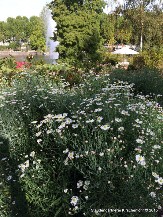 Boltonia asteroides var. latisquama 'Snowbank'