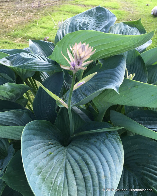 Hosta 'Empress Wu' ®