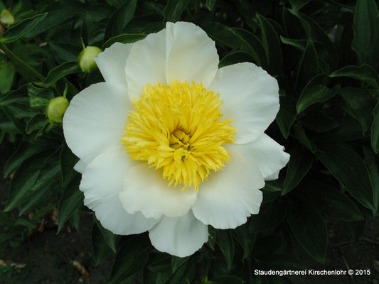 Paeonia 'Moon of Nippon'