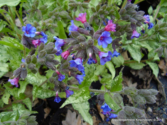 Pulmonaria 'Diana Clare'
