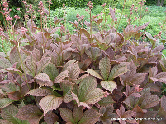 Rodgersia pinnata 'Chocolate Wings' ®