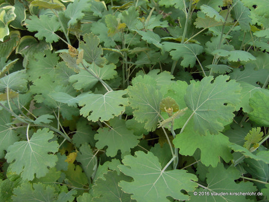 Macleaya cordata var. cordata
