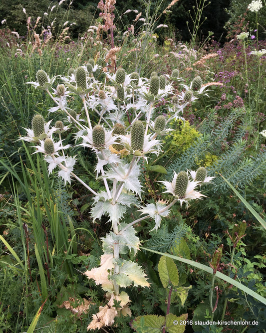 Eryngium giganteum