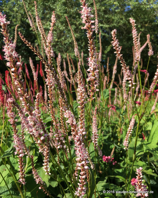Bistorta amplexicaulis 'Pink Mist'