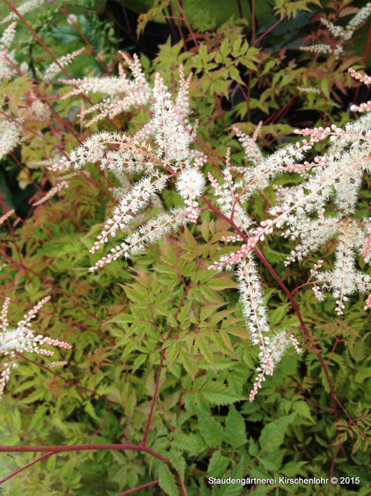 Aruncus 'Woldemar Meier'