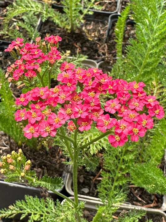 Achillea 'Lansdorferglut'