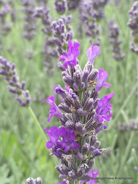 Lavandula x chaytorae 'Richard Gray' veg.