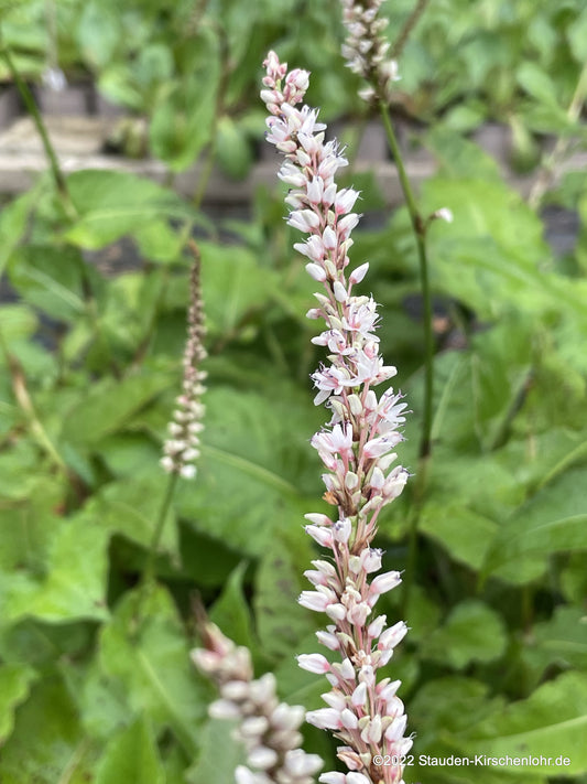 Bistorta amplexicaulis 'Fat White' ®