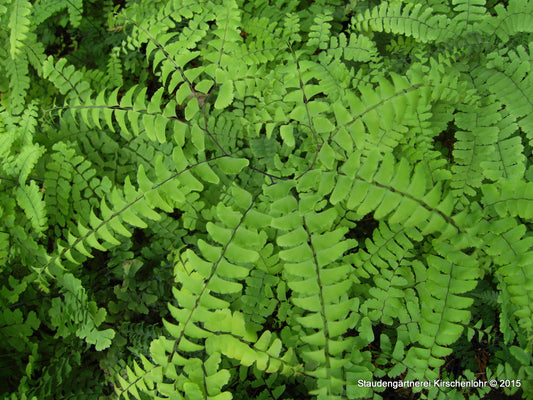 Adiantum pedatum
