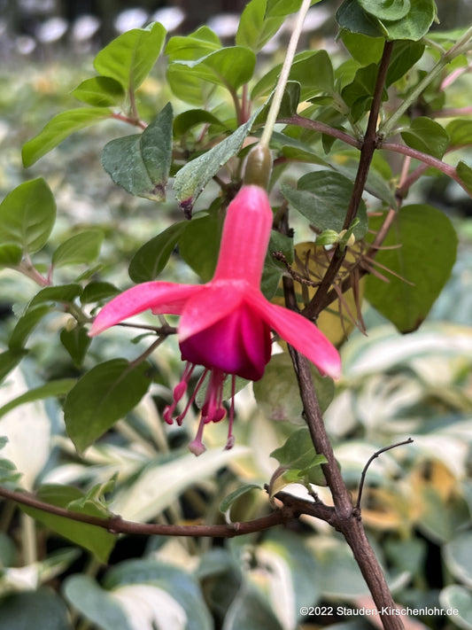 Fuchsia 'Phyllis'
