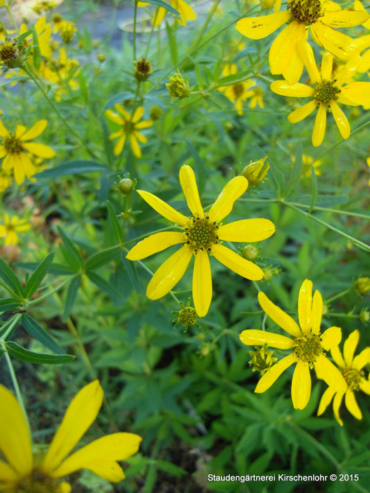 Coreopsis tripteris