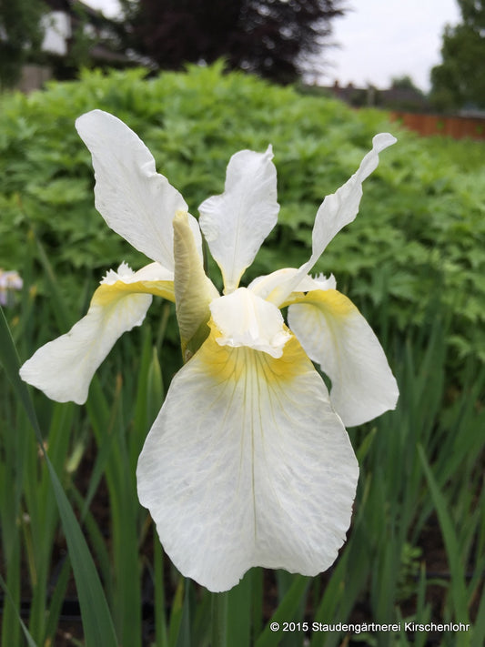 Iris sibirica 'Fourfold White'