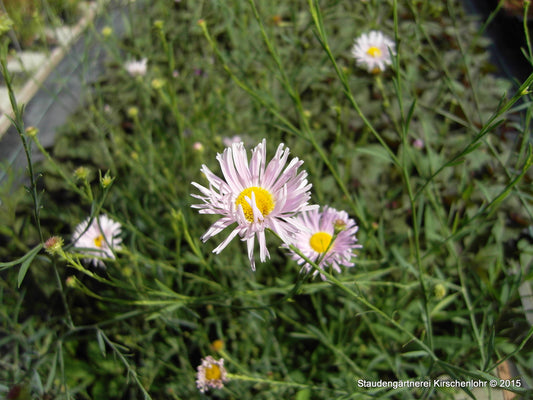 Boltonia asteroides 'Pink Beauty'