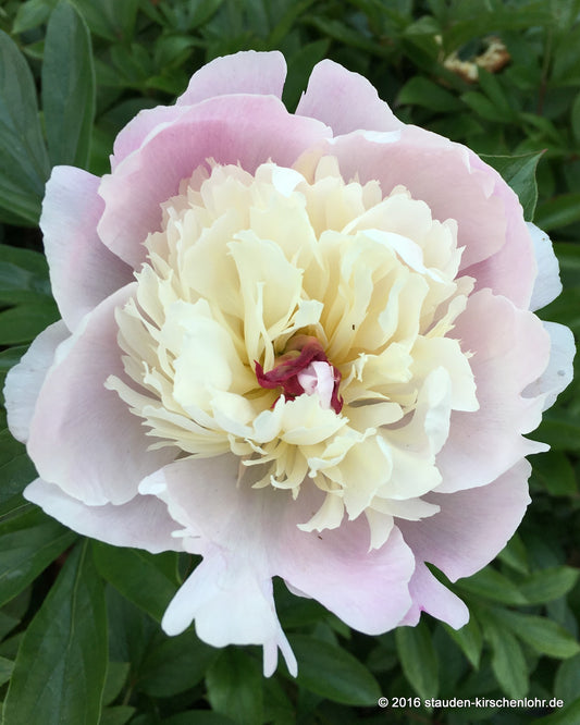 Paeonia 'Solange'