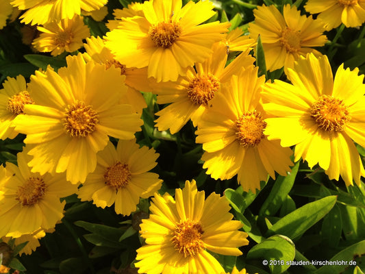 Coreopsis lanceolata 'Goldtaler'