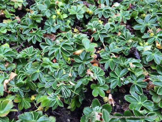 Alchemilla faeroensis var. pumila