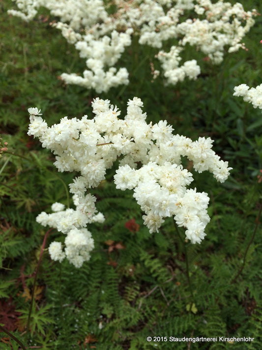 Filipendula vulgaris 'Multiplex'