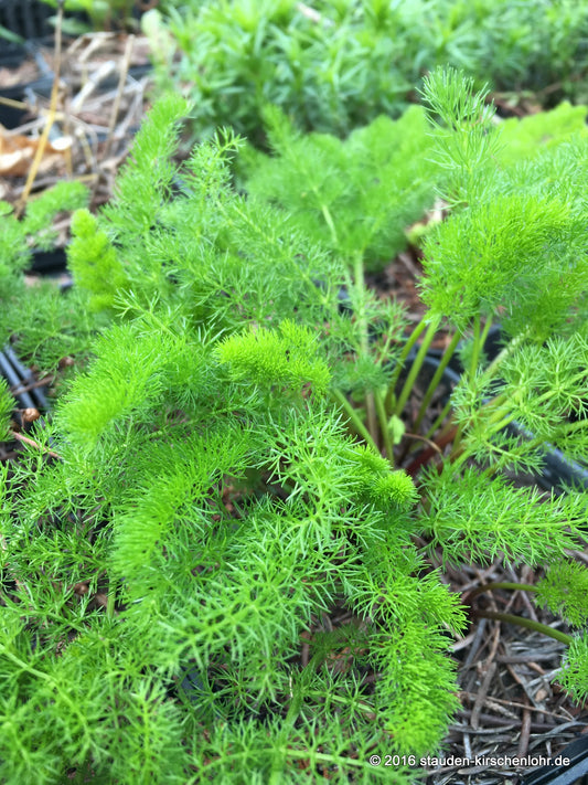 Athamanta turbith subsp. haynaldii