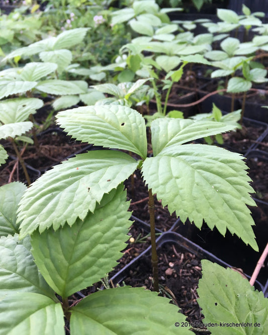 Chloranthus fortunei