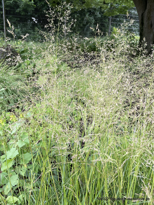 Deschampsia cespitosa 'Palava'