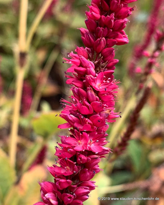 Bistorta amplexicaulis 'Amethyst Summer' ®