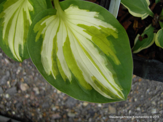 Hosta 'Trifecta'