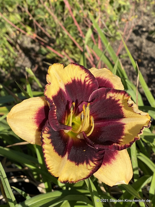 Hemerocallis 'Tiger Blood'
