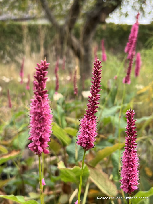 Bistorta amplexicaulis 'Pinkfield' ®