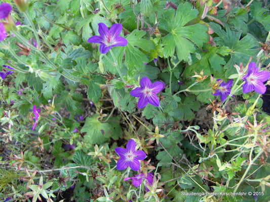 Geranium wlassovianum